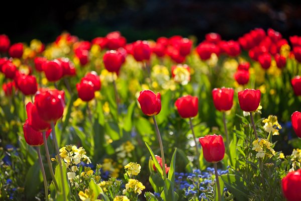 Red tulips bloom in spring